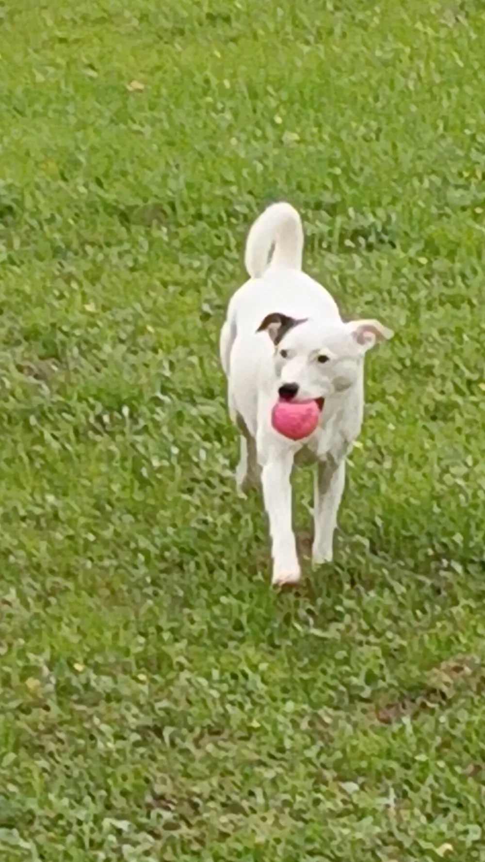 Guardería canina Villa Pichón - Spain pet otel görseli 3