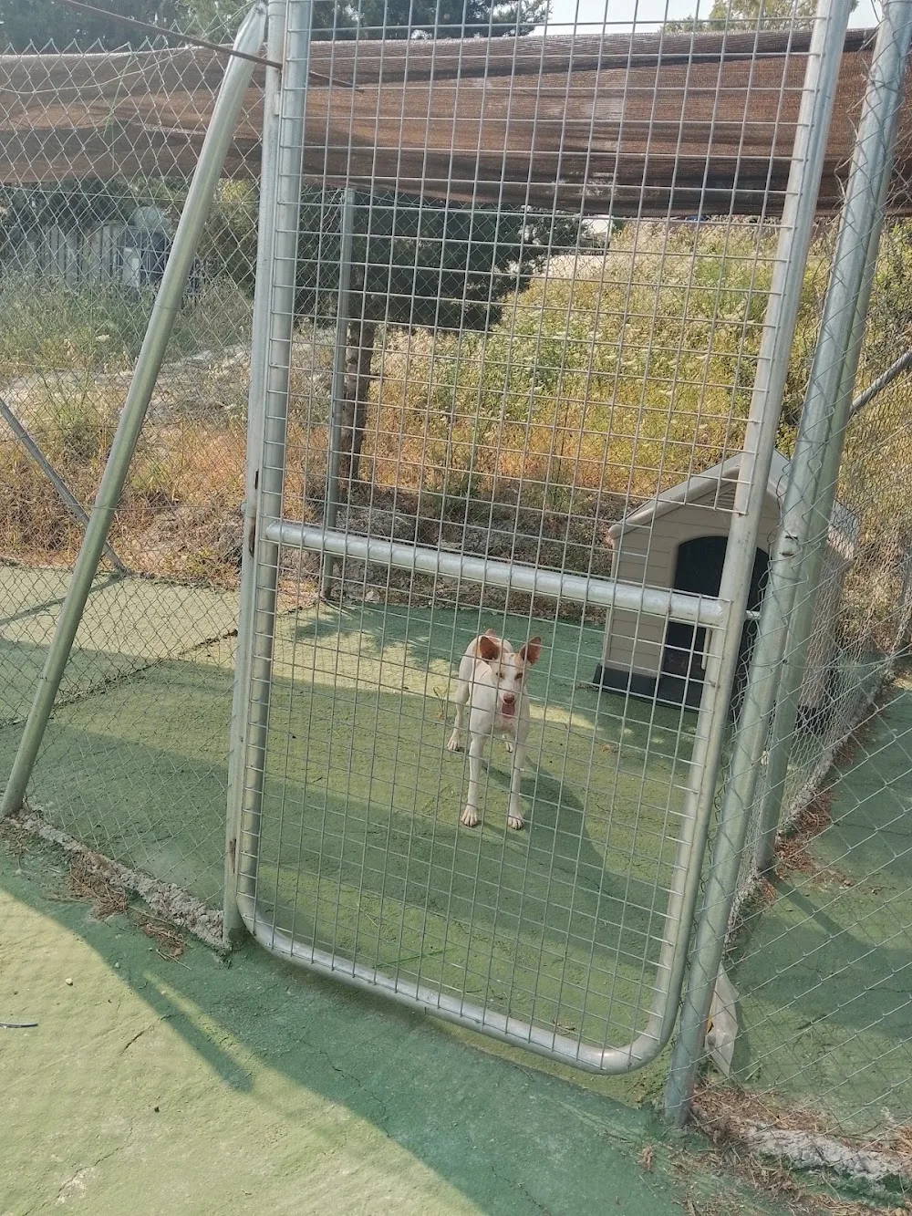 Guardería de perros en Chiclana el Bosque Encantado - Spain pet otel görseli 3