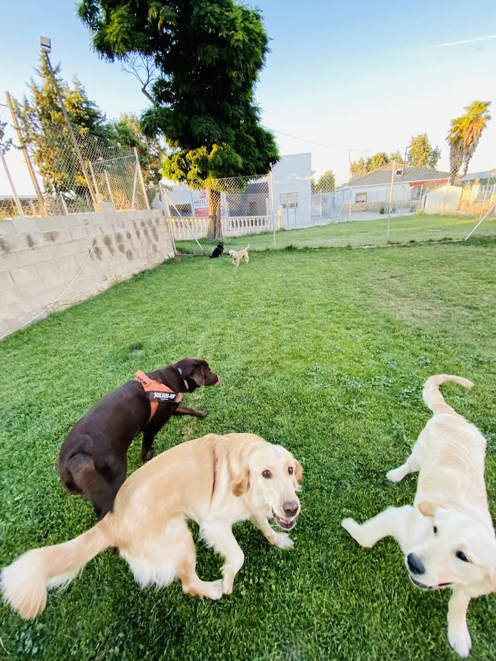 Hotel Canino Talavera - Spain pet otel görseli 2