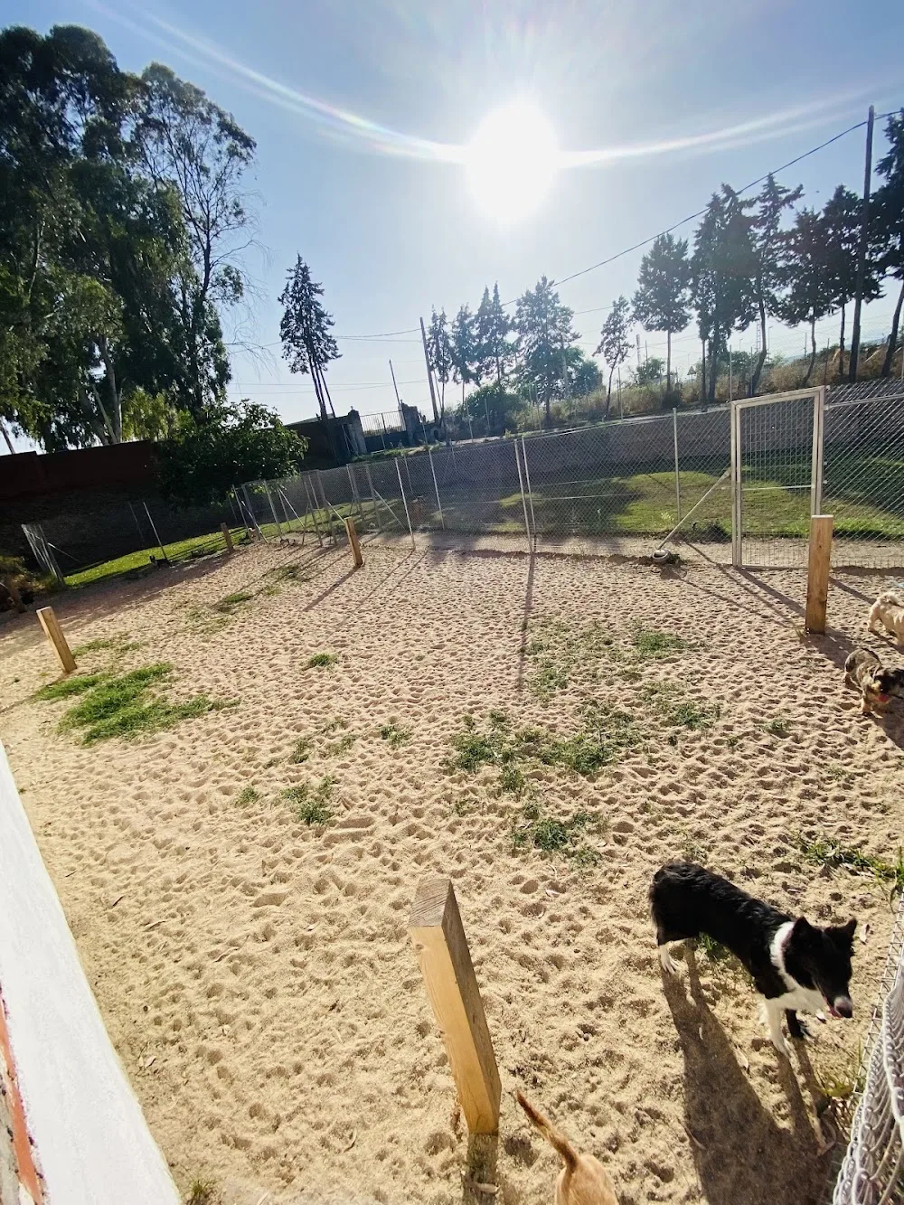 Hotel Canino Talavera - Spain pet otel görseli 3