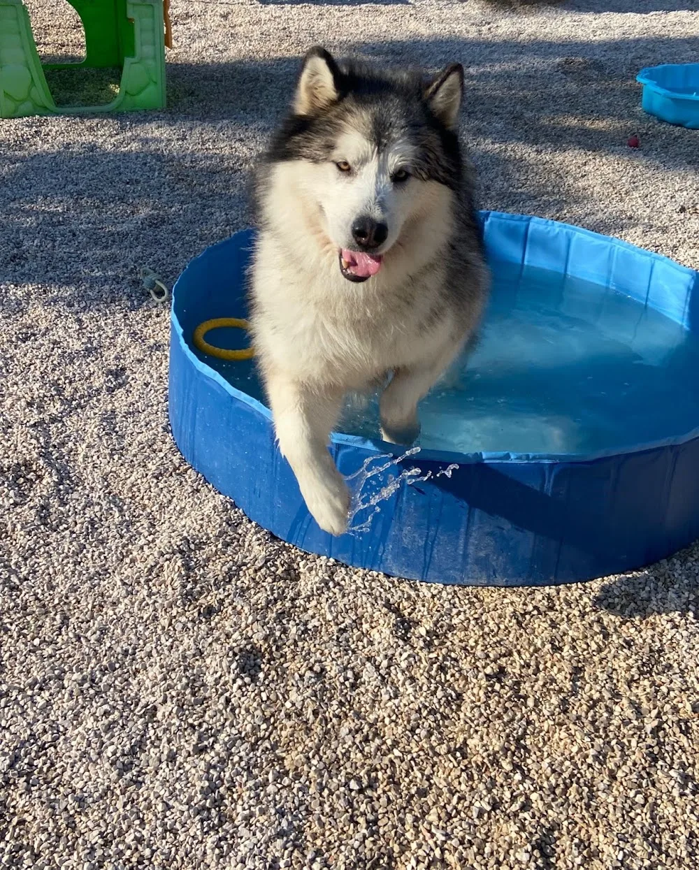 Hotel de Mascotas, Residencia Canina, Pet Hotel, Day Care Center, CANIRESORT COSTA BLANCA, La Marina/Elche - Spain pet otel görseli 3