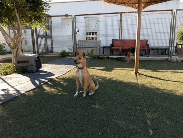 Hotel de Perros Estepona / My Second Home - Spain pet otel görseli 3