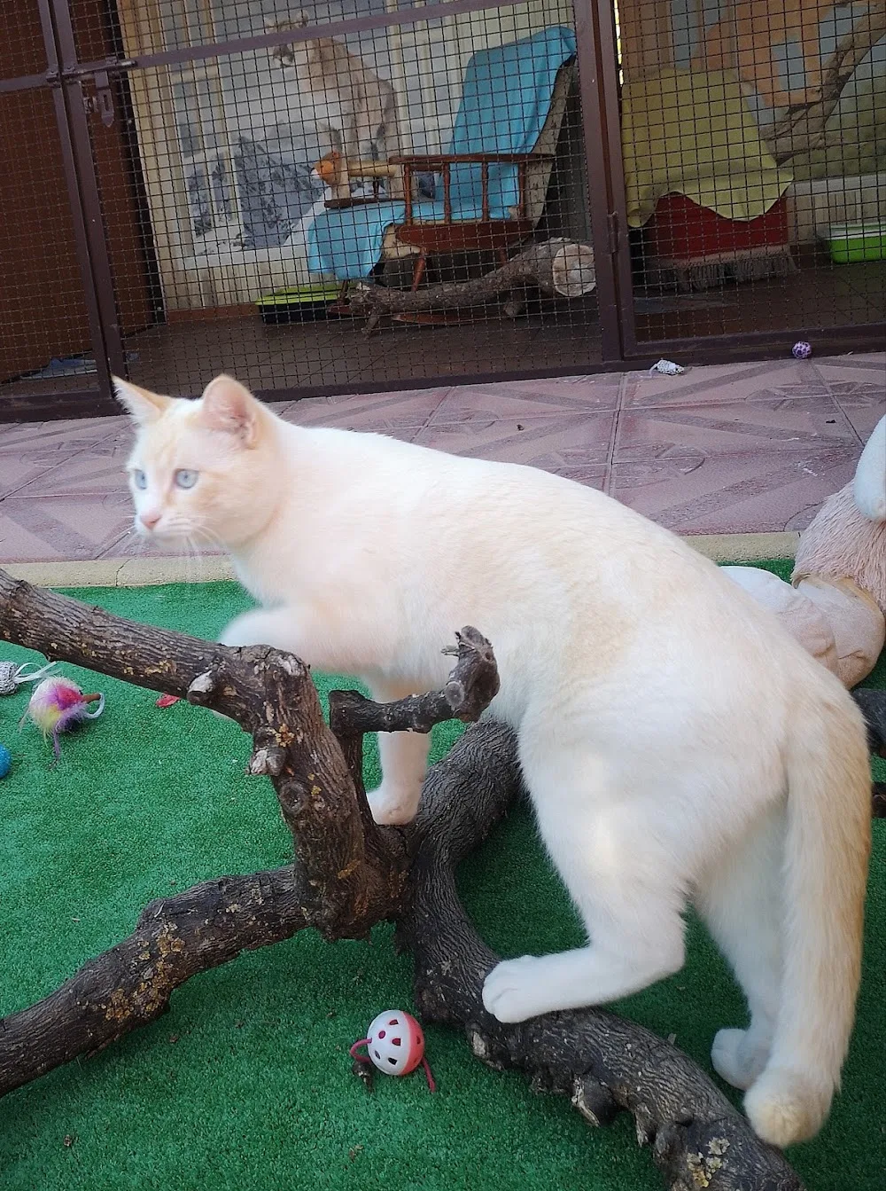 Hotel para gatos y perros Amigo-vetCare - Spain pet otel görseli 2