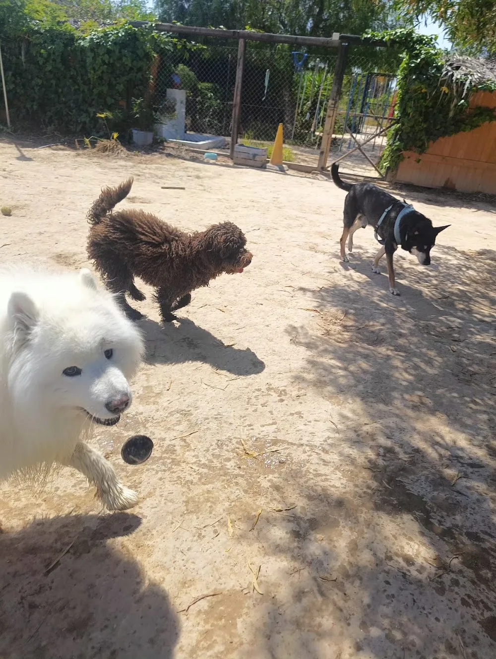 Hotel para gatos y perros Amigo-vetCare - Spain pet otel görseli 3