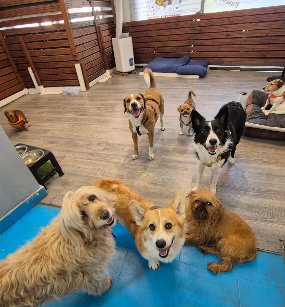 Lily's Pets Guardería Canina - Spain pet otel görseli 3