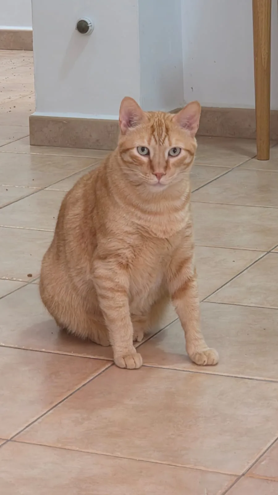 Mi Alma Animal | Cuidadora de gatos - Spain pet otel görseli 2