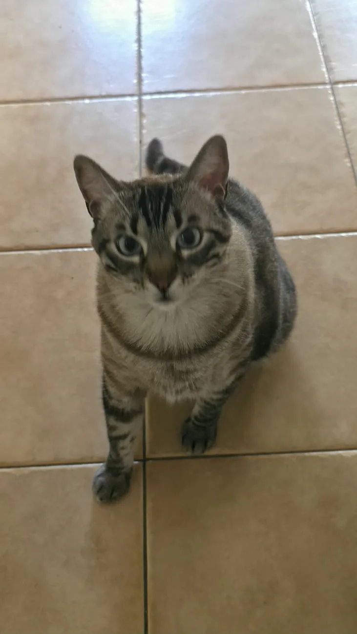 Mi Alma Animal | Cuidadora de gatos - Spain pet otel görseli 3