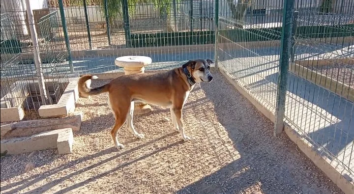 New Caraby - Spain pet otel görseli 3