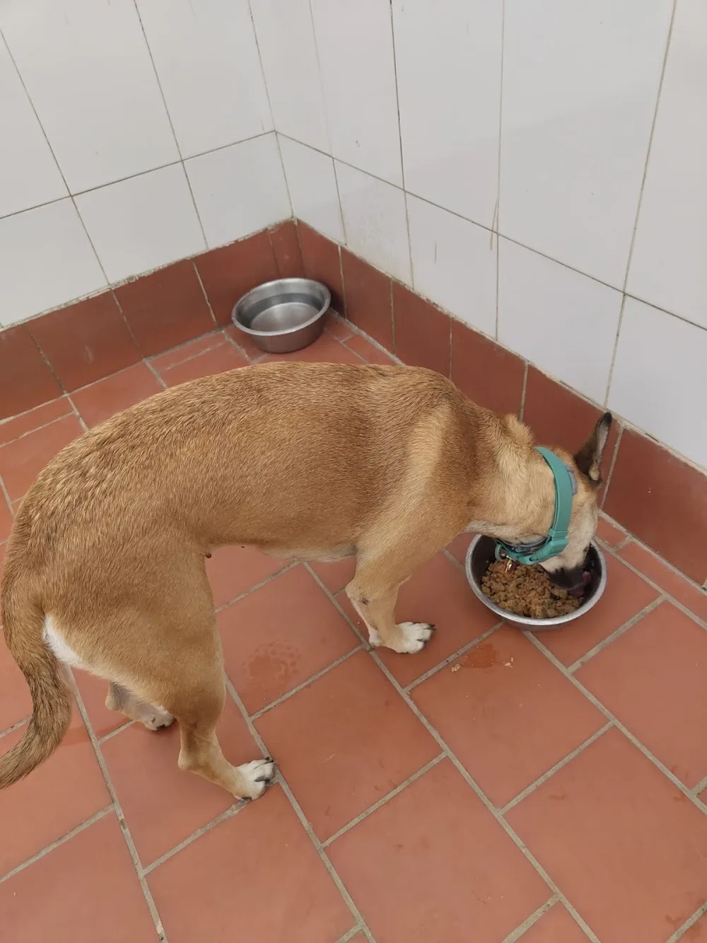 Pet Hotel Bingocan - Spain pet otel