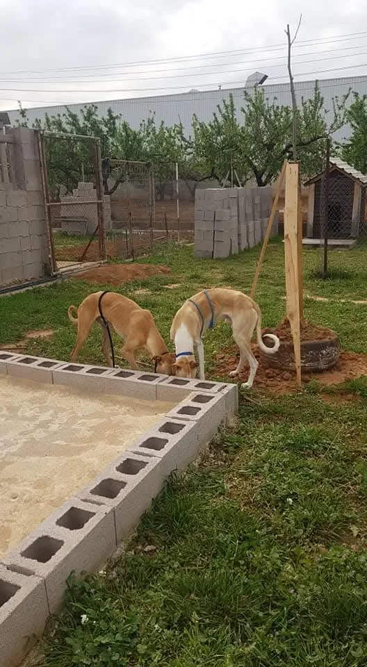 RESIDENCIA ANA de Perros Y Gatos Precio Diario 16€ por dia - Spain pet otel görseli 3