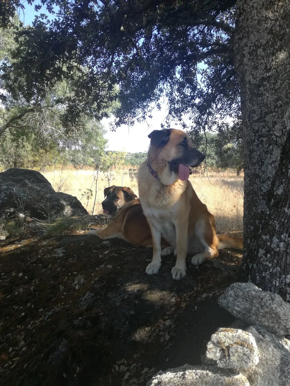 Residencia Canina Como en casa - Spain pet otel görseli 3