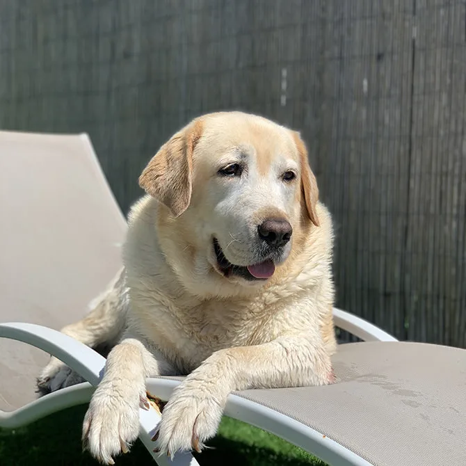 Residencia Canina Las Azancas - Spain pet otel görseli 3