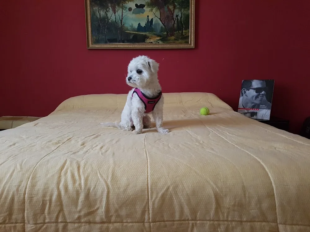 Residencia canina y felina / adiestramiento canino ! - Spain pet otel görseli 3