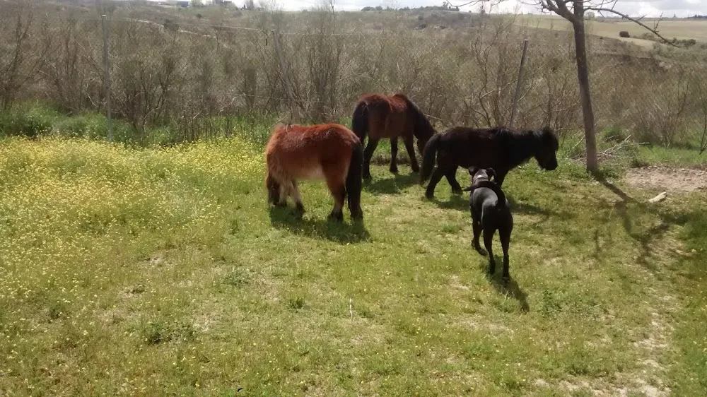 Residencia canina y felina Cane - Spain pet otel görseli 2