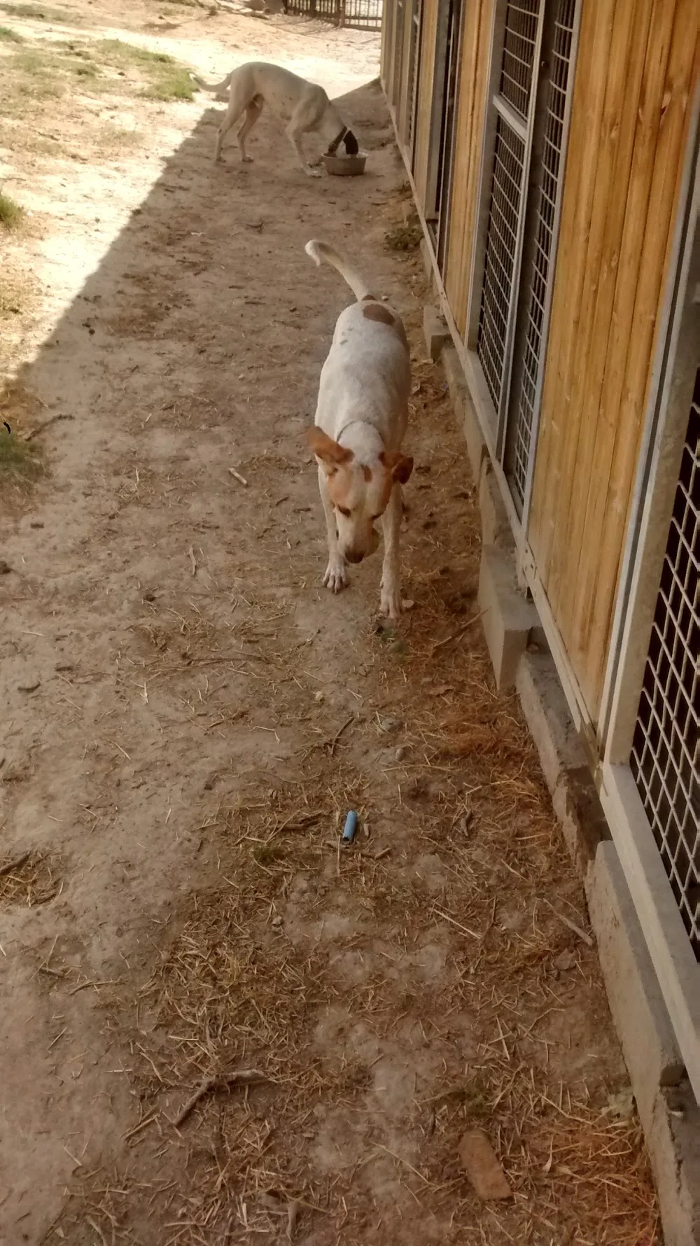 Residencia canina y felina Cane - Spain pet otel görseli 3