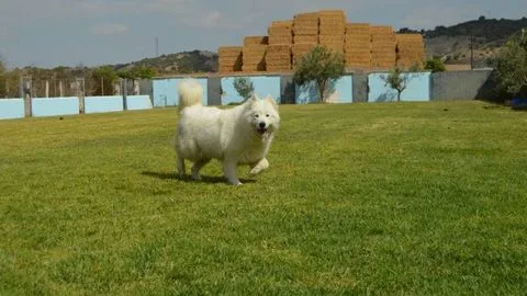 Residencia Canina Y Felina La Luna - Spain pet otel görseli 2