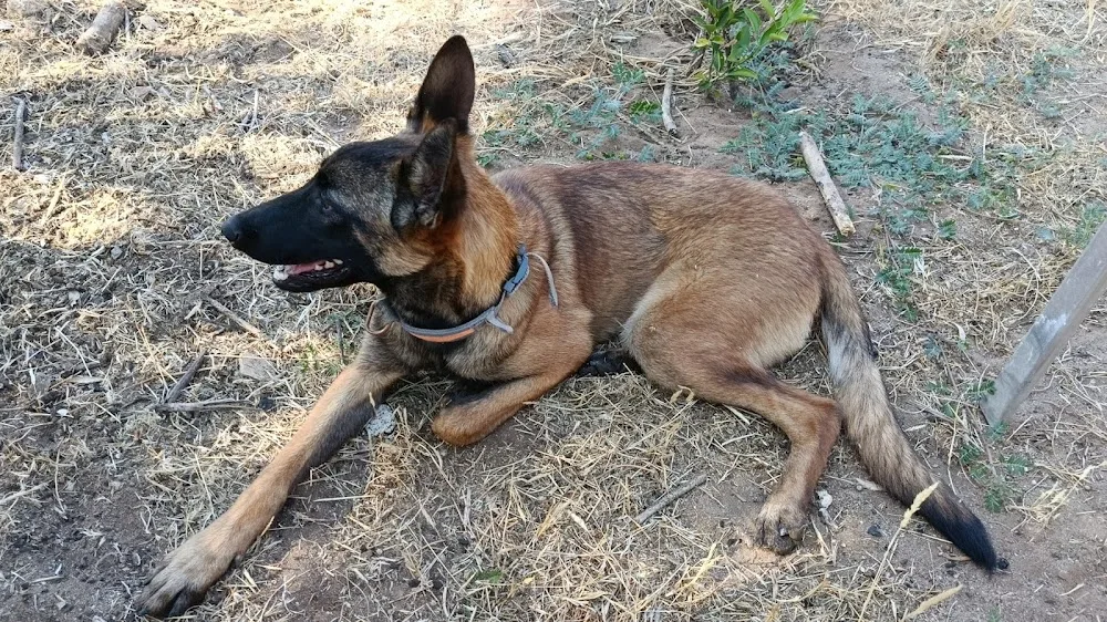 Residencia Canina Y Felina La Luna - Spain pet otel görseli 3