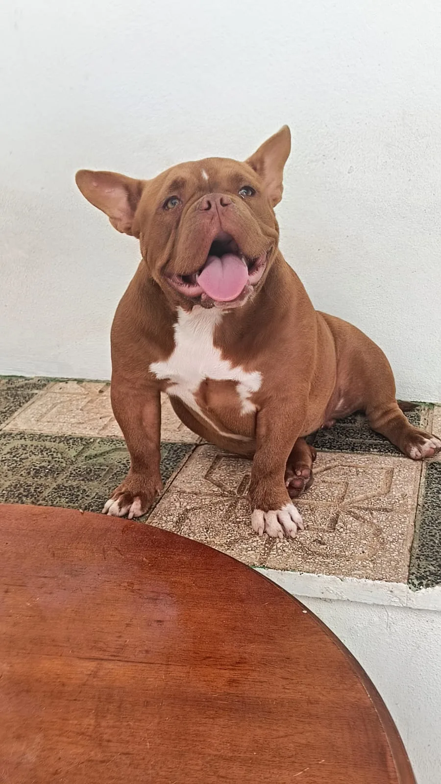 Residencia ,guardería canina DANDYCAN - Spain pet otel görseli 2