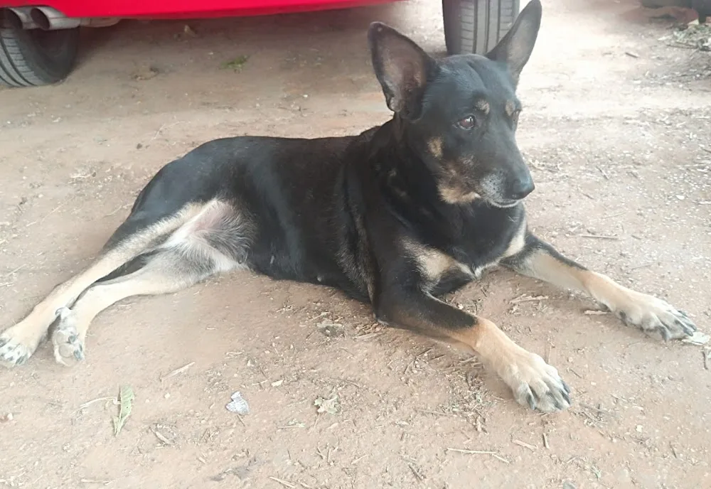 Residencia ,guardería canina DANDYCAN - Spain pet otel görseli 3