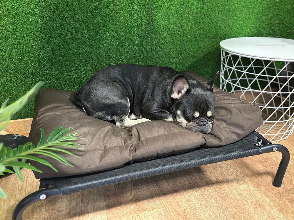 The Dogg Hotel & Spa - Spain pet otel görseli 3