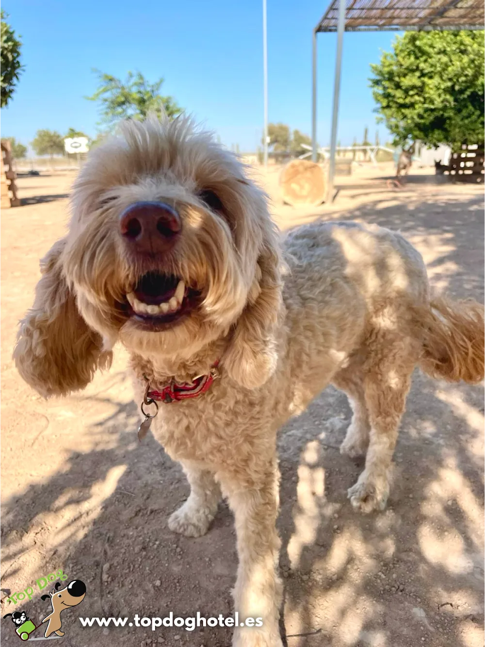 Top Dog Hotel - Spain pet otel