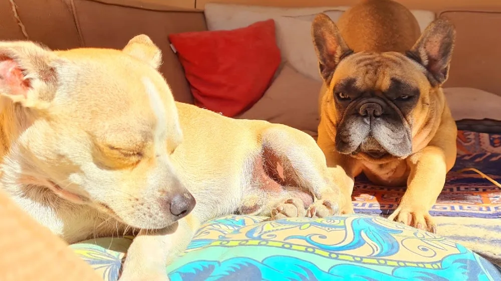 VIP Dog Hotel - Spain pet otel