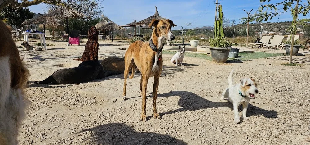 VIP Dog Hotel - Spain pet otel görseli 3