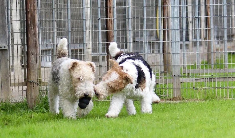 Hondenpension/Hondenkapsalon van Weersch - Spaubeek pet otel görseli 3