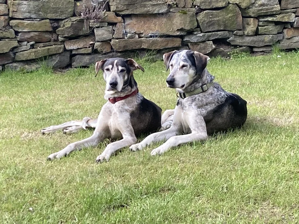 4PAWS Hundepension und Hundetagesstätte - Spijk pet otel görseli 3