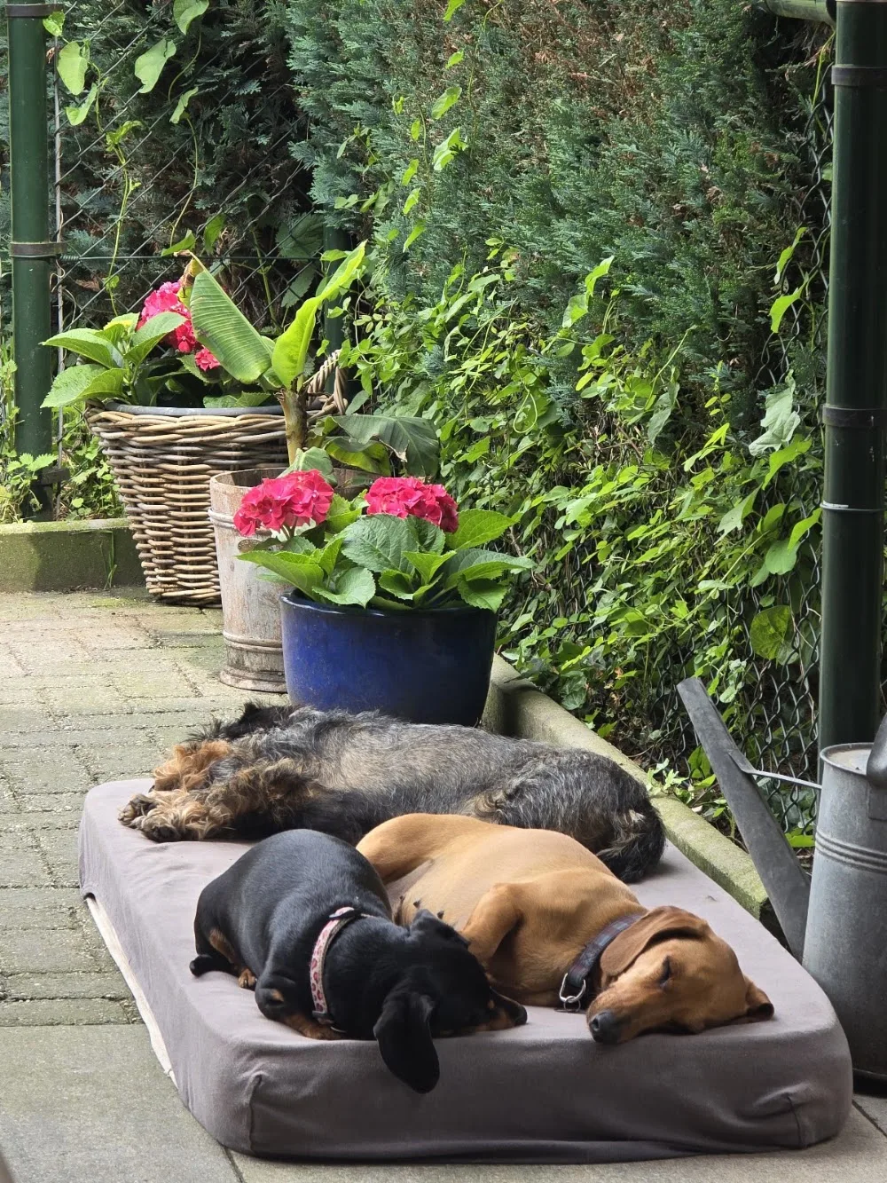 Hondenhotel Like Home - Spijk pet otel