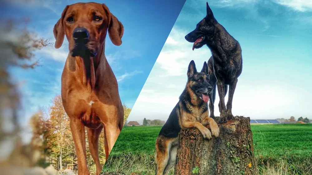 Hundefreunde vom Niederrhein - Spijk pet otel