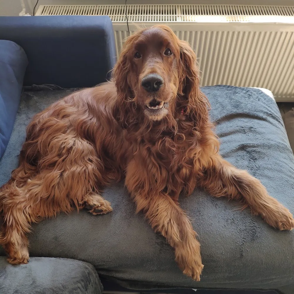 Hundepension Dercks - Spijk pet otel görseli 3