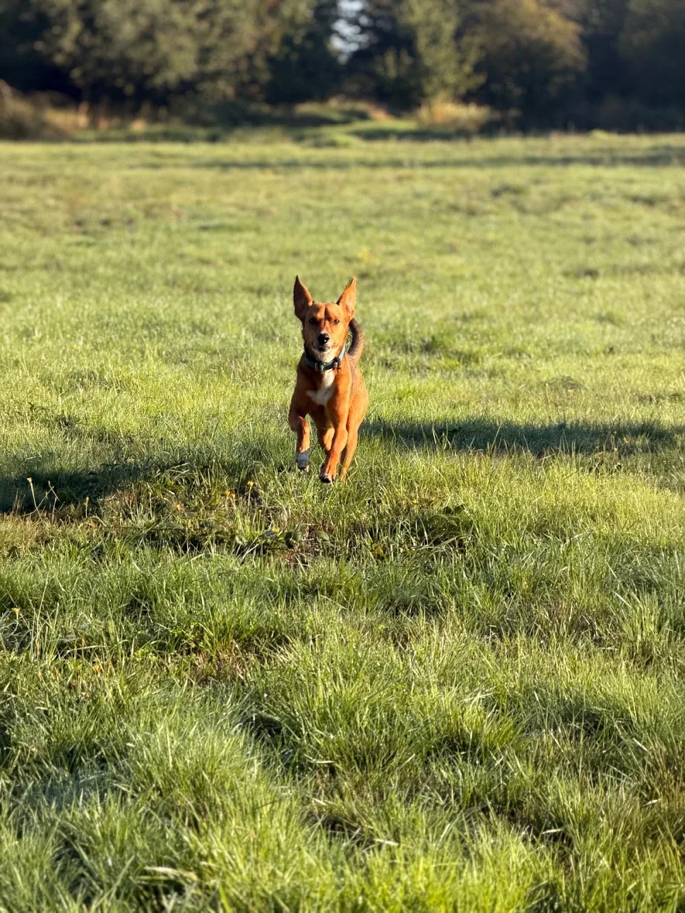 Hundepension Freudensprung - Spijk pet otel