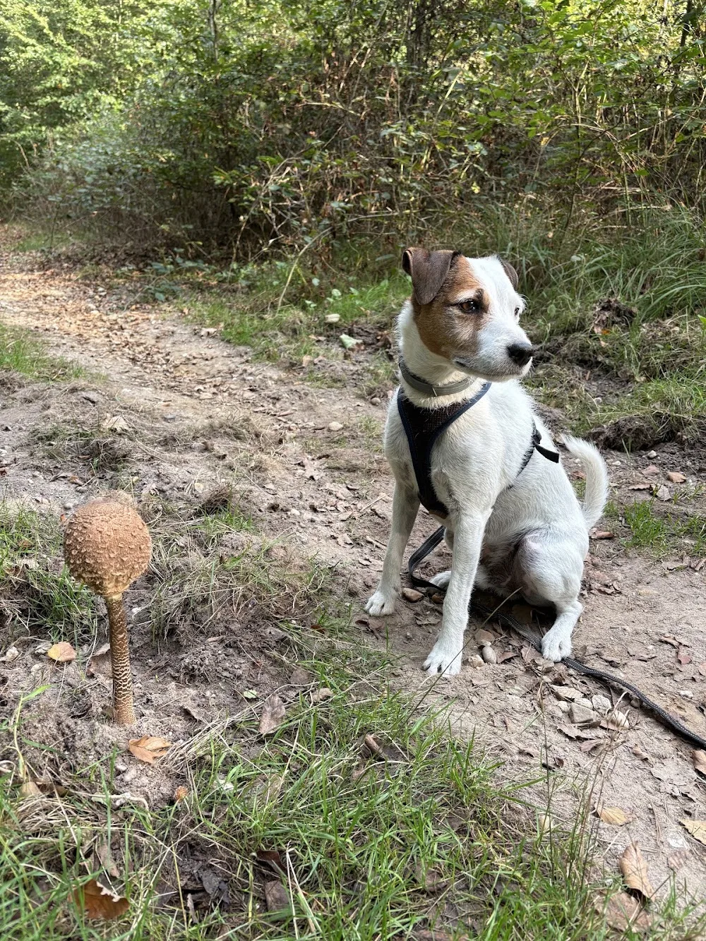 Hundepension Freudensprung - Spijk pet otel görseli 3
