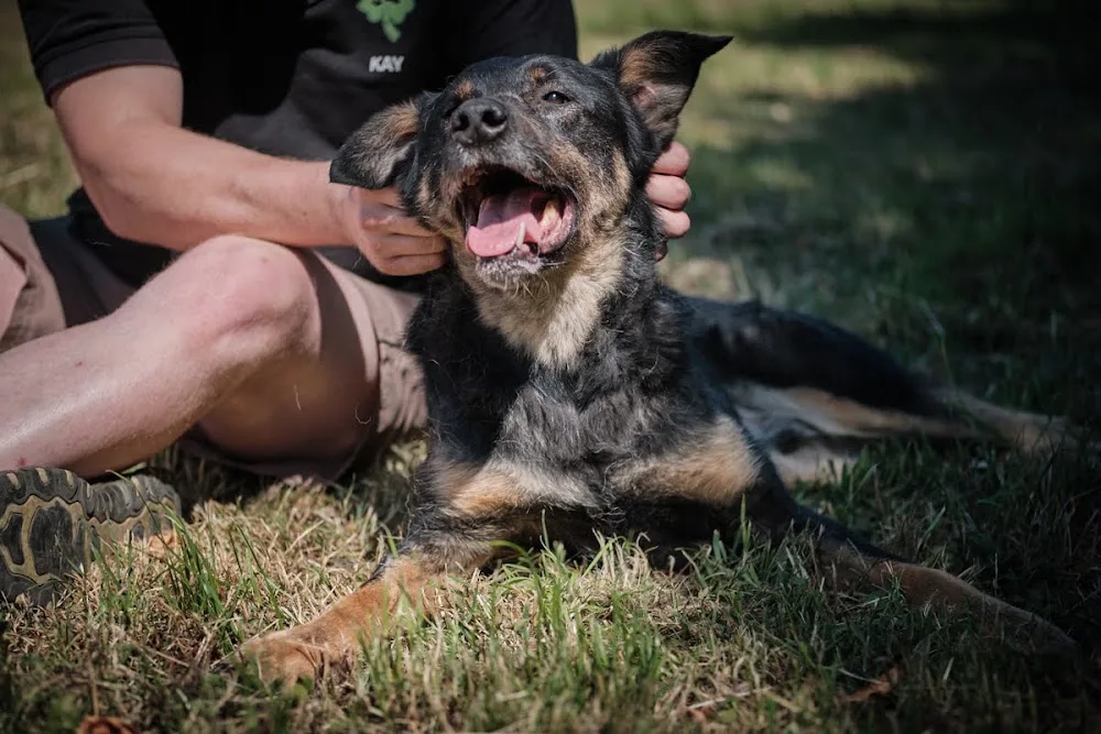 Hundepension Glückspfote - Spijk pet otel