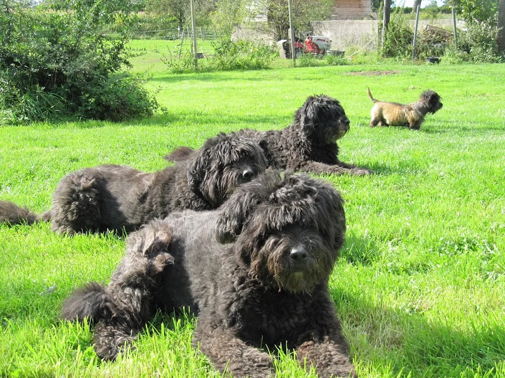 Hundepension "Hundeparadies Herrmann" - Spijk pet otel görseli 3