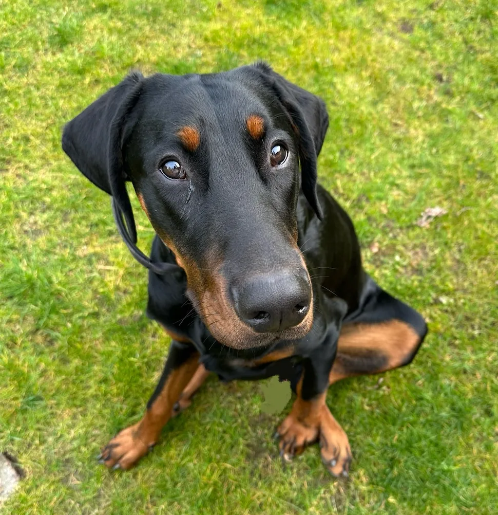 Hundepension-Kamps - Spijk pet otel görseli 2