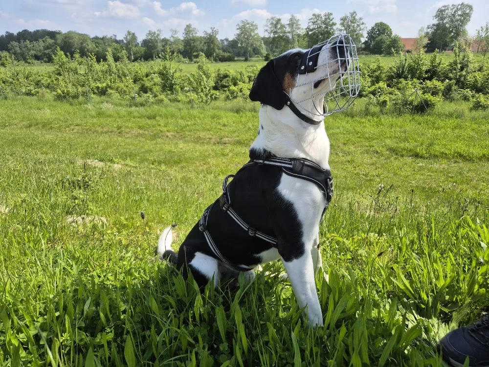 Hundepension Klarenbeck - Spijk pet otel görseli 3