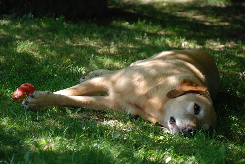 Hundepension Maxis Hütte - Spijk pet otel görseli 2