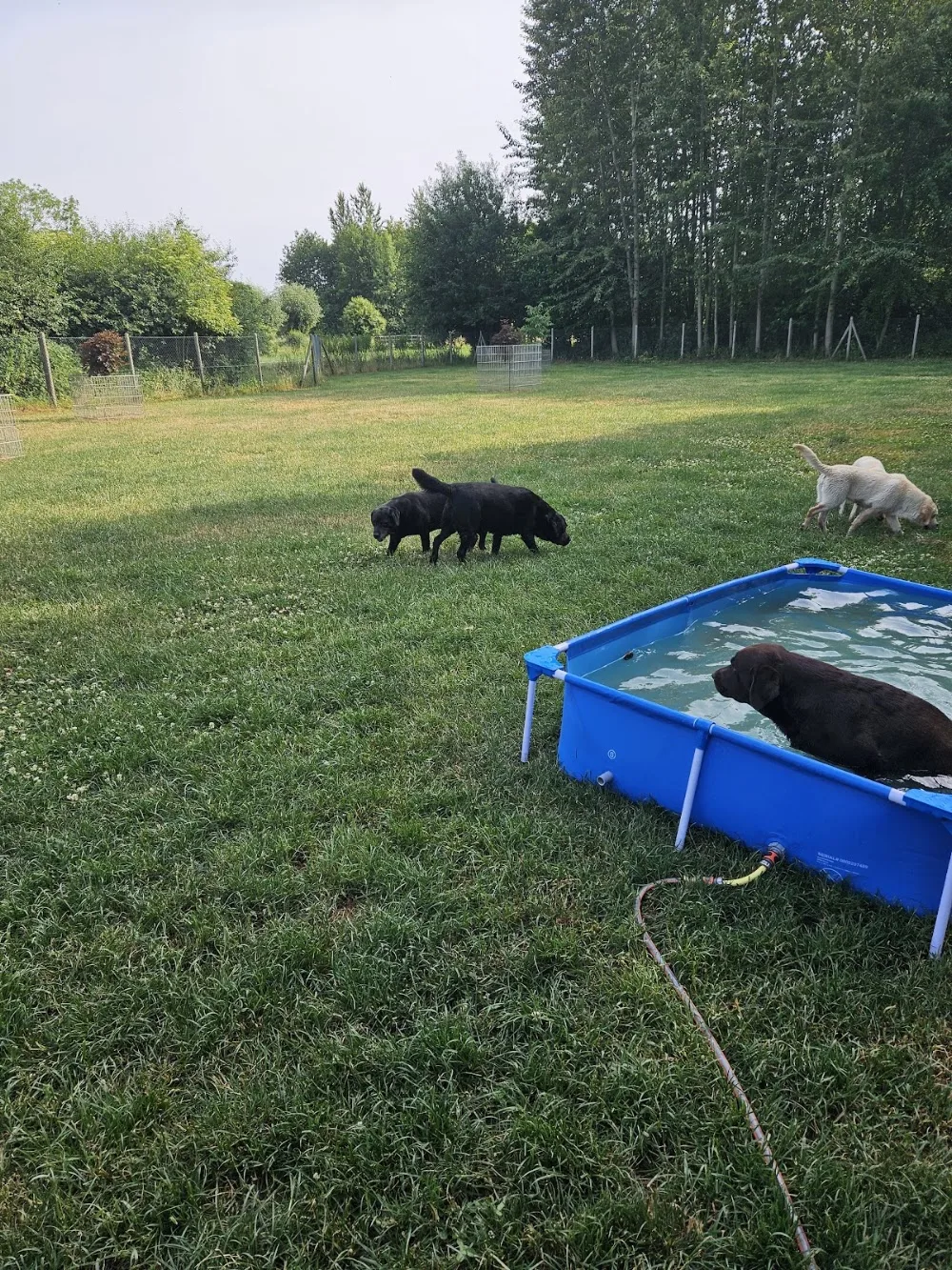 Hundepension Maxis Hütte - Spijk pet otel görseli 3