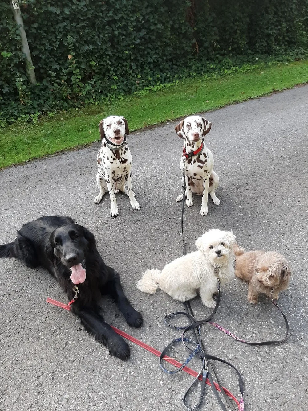 Hundepension Pfötchen Oase Wesel - Spijk pet otel görseli 2