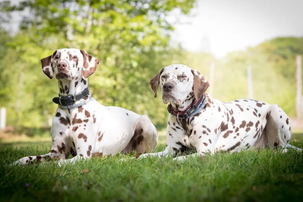 Hundepension Pfötchen Oase Wesel - Spijk pet otel görseli 3