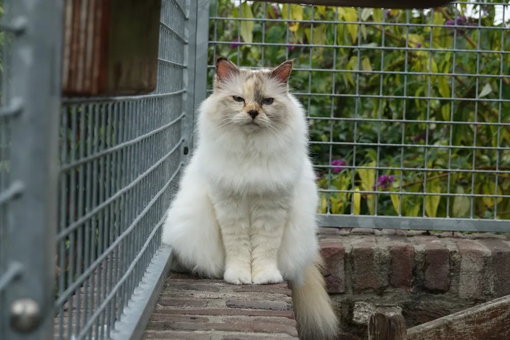 Kattenhotel De Steenrakkertjes - Spijk pet otel görseli 3