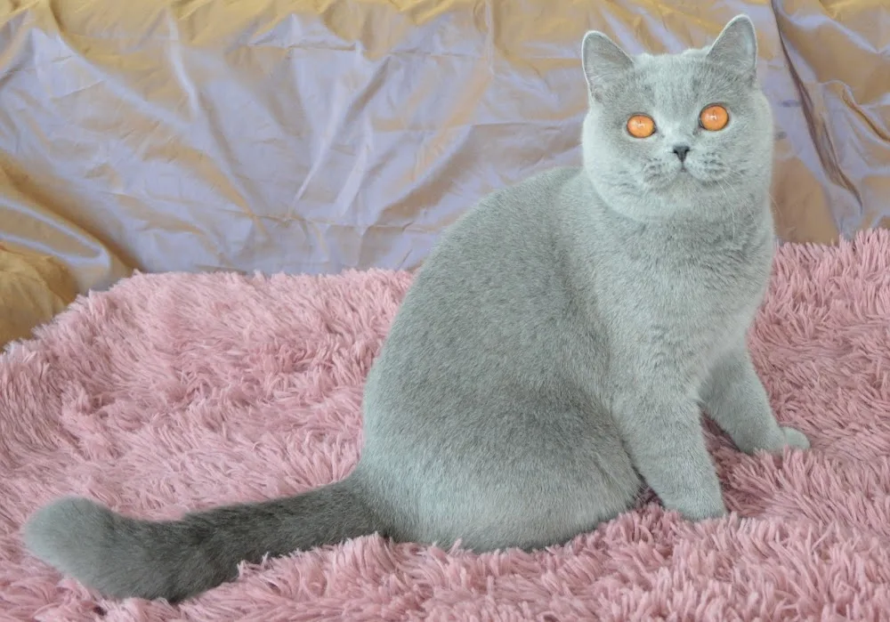 Magnificent Blue cattery (Brits Korthaar) - Spijk pet otel