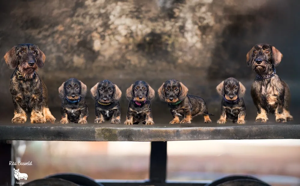 Teckelkennel Uit het Honkhuus Standaard ruwhaar Teckels - Spijk pet otel