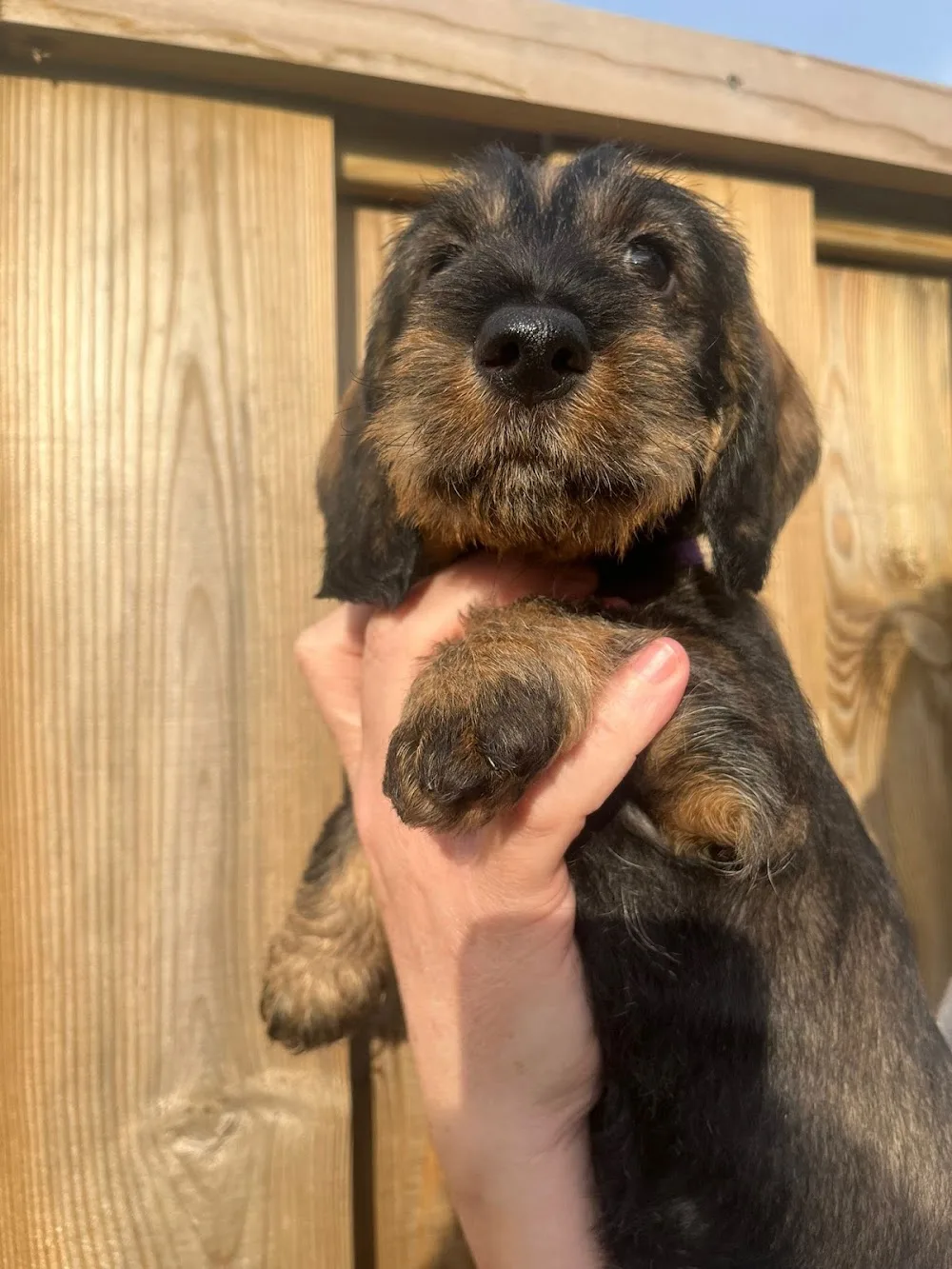 Teckelkennel van de Heerlijkheid Wisch - Spijk pet otel görseli 3