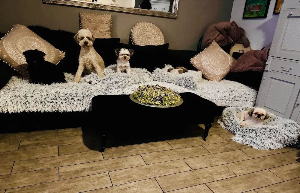 Zwergenpension für kleine Hunde - Spijk pet otel görseli 3