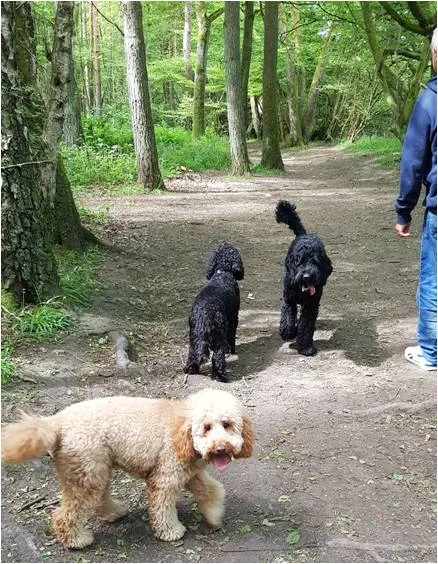 Diamond Dogs Day Care & Home Boarding - St Albans pet otel