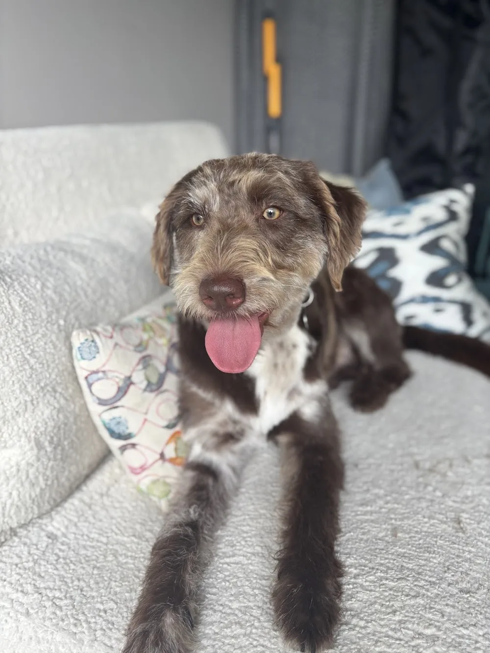 Harley's Doggy Services - St Albans pet otel görseli 2