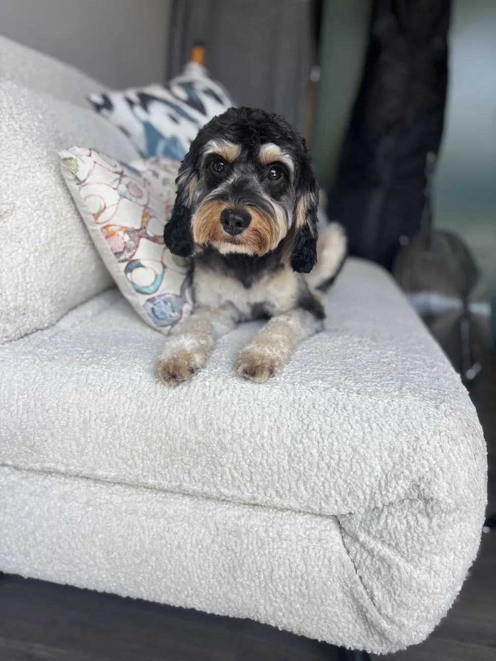 Harley's Doggy Services - St Albans pet otel görseli 3